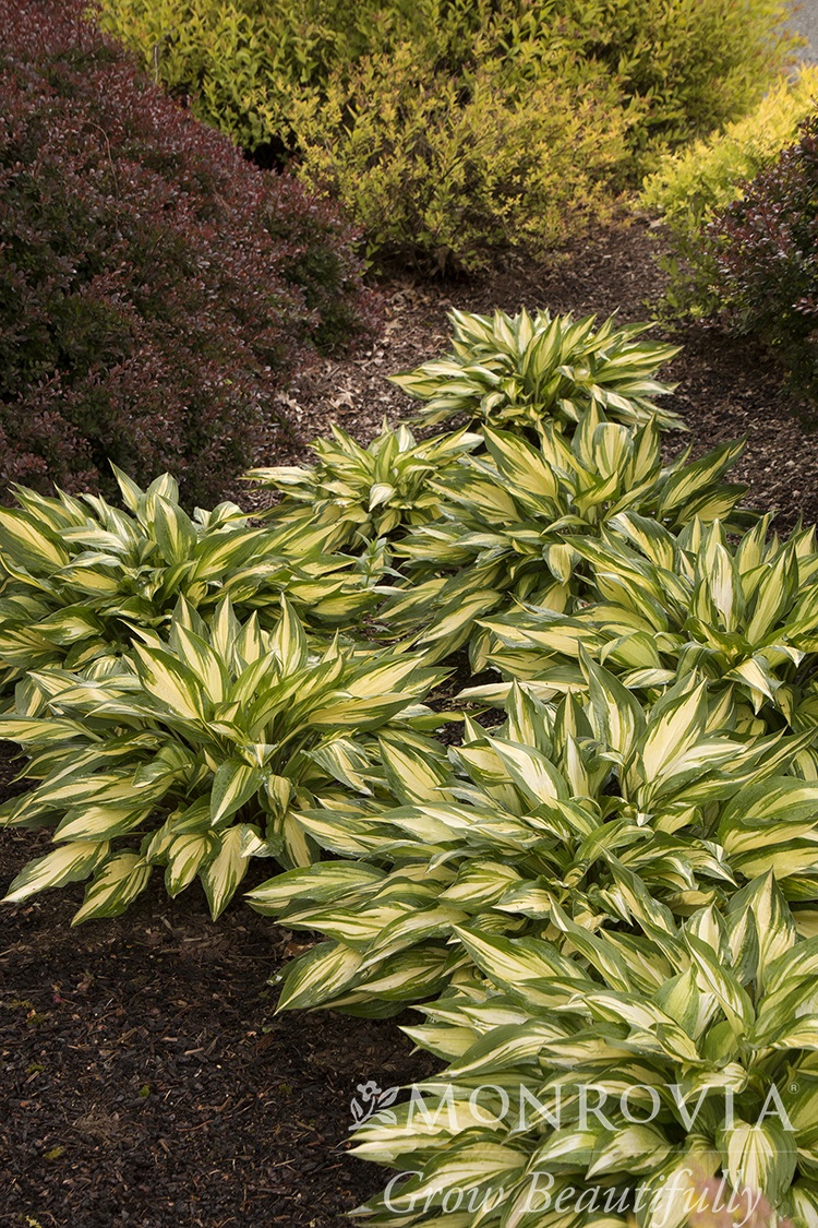HOSTA 'CHERRY BERRY', SIZE #1