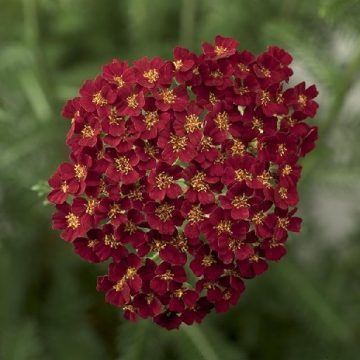 ACHILLEA 'Desert Eve™ RED', SIZE #1