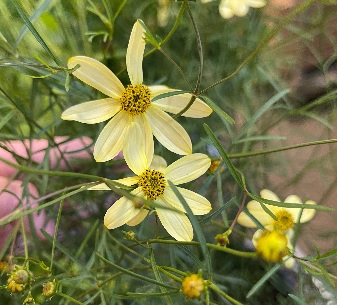 product-54292-1759474364-CORMOO704-TGW