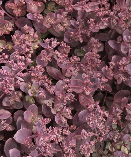 product-54305-1759491573-MO087481