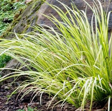 ACORUS OGON GRASS, SIZE #1