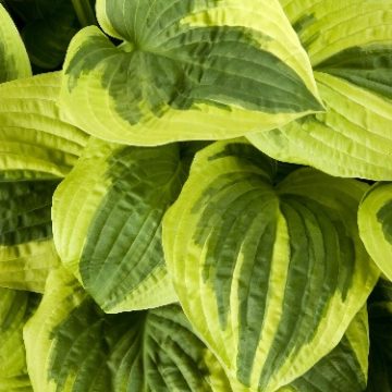 HOSTA 'WIDE BRIM', SIZE #2