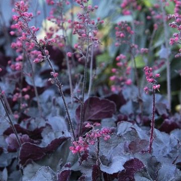 HEUCHERA 'BLACK FOREST CAKE', SIZE #1