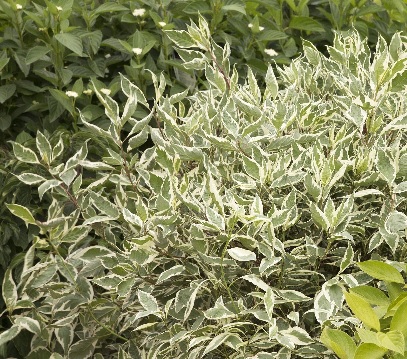 VARIEGATED RED TWIG DOGWOOD TREE, SIZE #5