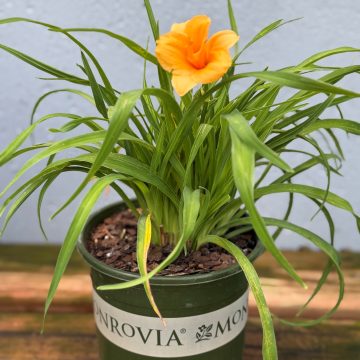Hemerocallis 'Endlesslily® Orange', Size #1