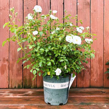 Nitty Gritty™ WHITE ROSE, SIZE #2