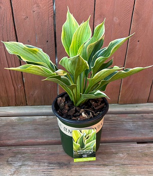 HOSTA 'VICTORY', SIZE #1