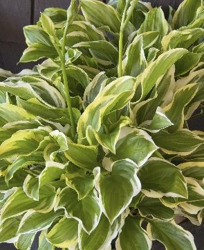 HOSTA 'SO SWEET', SIZE #1