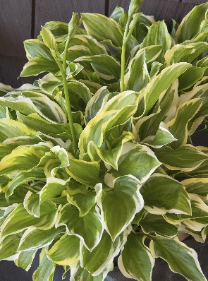 product-54557-1759492340-MO403641