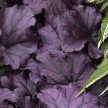 HEUCHERA 'Forever® PURPLE', SIZE #1