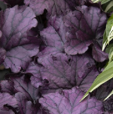 product-54558-1759493404-MO435851