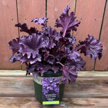 Heuchera 'Forever® Purple', Size #1