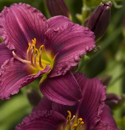 product-54577-1759489424-MO04012UT