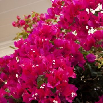 BOUGAINVILLEA 'BARBARA KARST', SIZE #1