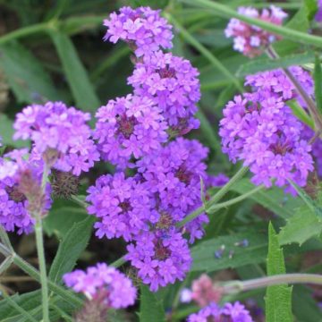 Verbena Santos Purple - 4 1/3" pot