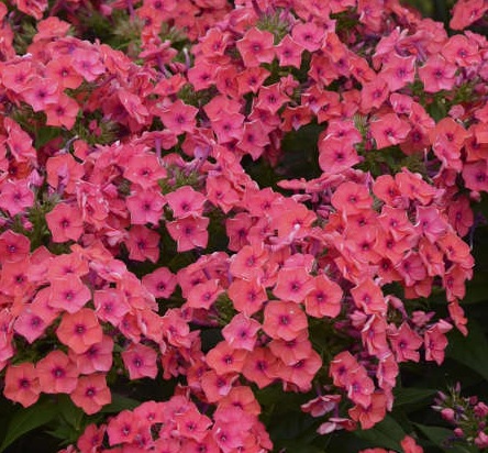 product-54625-1759498245-PHXFLA209-TGW