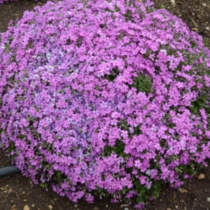 product-54627-1759498250-PHXRKR301-6WP