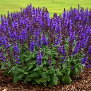 SALVIA 'BUMBLEBLUE', SIZE #1