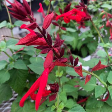 Salvia Roman Red- 6" pot