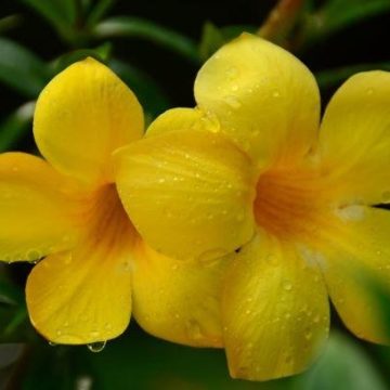 MANDEVILLA YELLOW, SIZE #2
