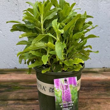 Veronica 'Vernique® Rose', Size #1