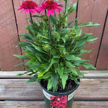 Echinacea 'Sunny Days™ Ruby', Size #1