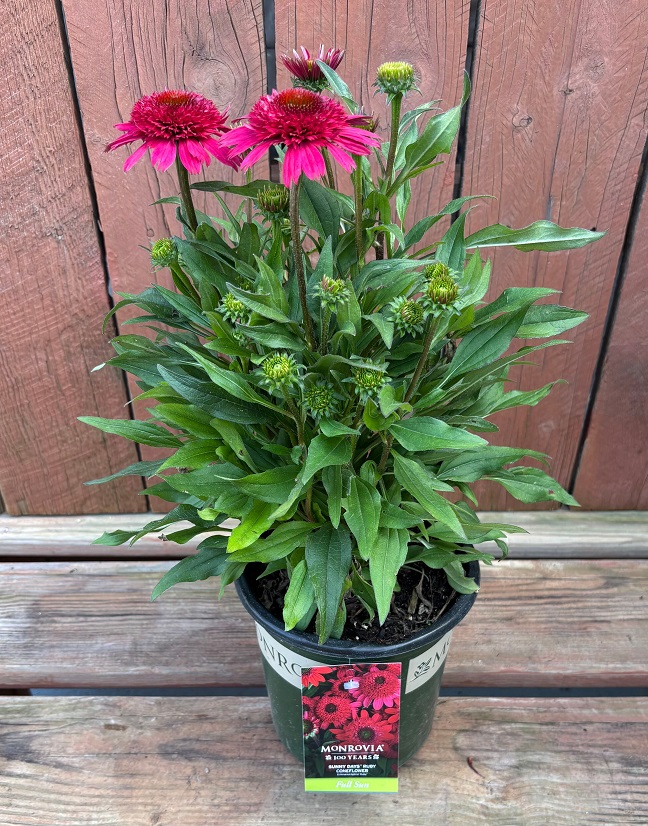 Echinacea 'Sunny Days™ Ruby', Size #1