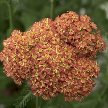 ACHILLEA 'DESERT EVE™ TERRA COTTA', SIZE #1