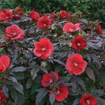 HIBISCUS 'MIDNIGHT MARVEL', SIZE #2