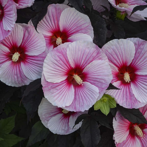 HIBISCUS 'STARRY STARRY NIGHT', SIZE #2