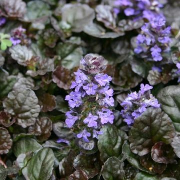 AJUGA 'BLACK SCALLOP', SIZE- 6" POT
