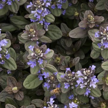 AJUGA 'CHOCOLATE CHIP', SIZE- 6" POT