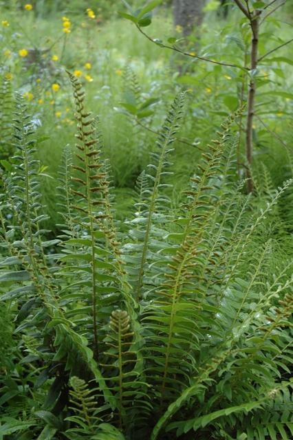 product-54780-1759491471-MO083711