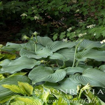 HOSTA 'BLUE ANGEL', SIZE #1