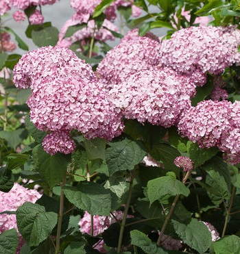 product-54798-1759486245-LN35433