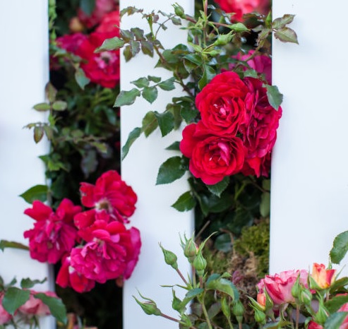 product-54815-1759473466-BN39442