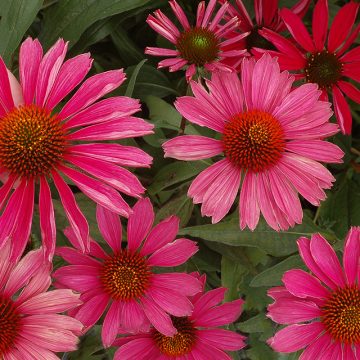ECHINACEA 'KISMET® RASPBERRY', SIZE #1