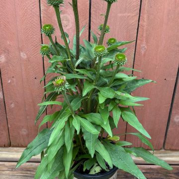 Echinacea 'Kismet® Raspberry', Size #1