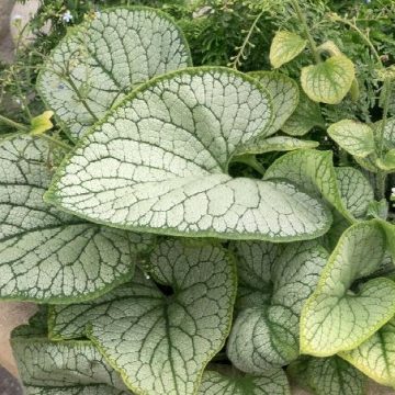 BRUNNERA 'SILVER HEART', SIZE #1