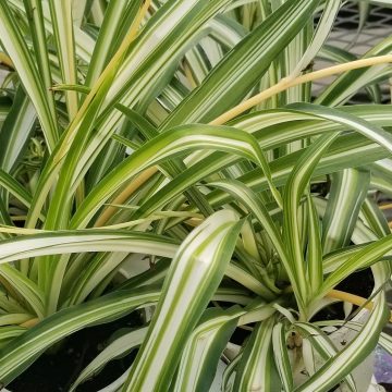 Chlorophytum, Spider Plant- 4 1/3" Pot