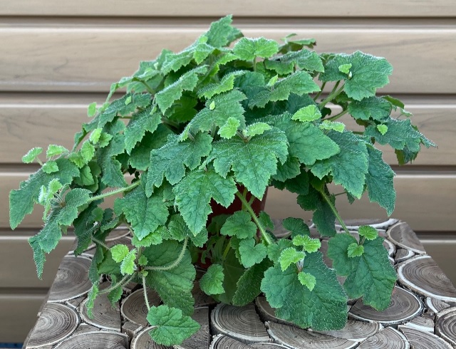 Tolmiea menziesii- 4"