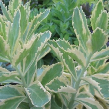 SEDUM 'AUTUMN CHARM™', SIZE #1