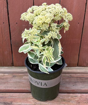 Sedum 'Autumn Charm™', Size #1