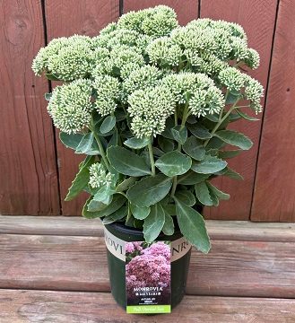 Sedumn 'Autumn Joy', Size #1