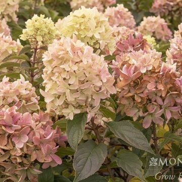 STRAWBERRY SHAKE™ HYDRANGEA, SIZE #5