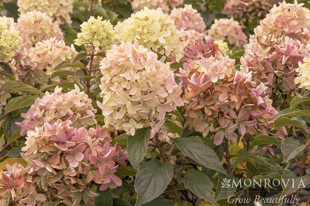 STRAWBERRY SHAKE™ HYDRANGEA, SIZE #5