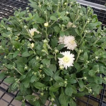 Fall Mum, White- 9" Pot