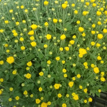 Fall Mum, Yellow/ Gold- 9" Pot