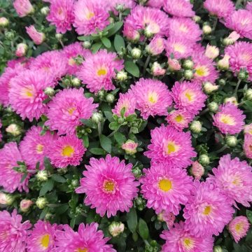 Fall Mum, Purple/ Pink- 6½" Pot