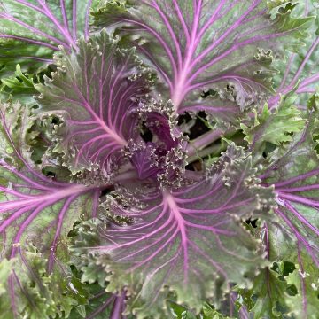 Ornamental Kale 'Glamour Red' - 6" Pot